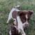 Puppy Australian Shepherd Blue Heeler 6 thumbnail