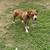 Male dog to good home 2 thumbnail