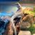 Rare paradox bearded dragon 1 thumbnail