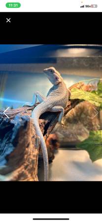Rare paradox bearded dragon 1