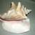 Vintage Conch Seashell Large 8" 1 thumbnail