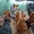 Chickens Hens 2 thumbnail
