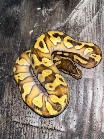 Male orange dream mojave enchi ball python 1
