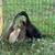 Runner ducklings 4 thumbnail
