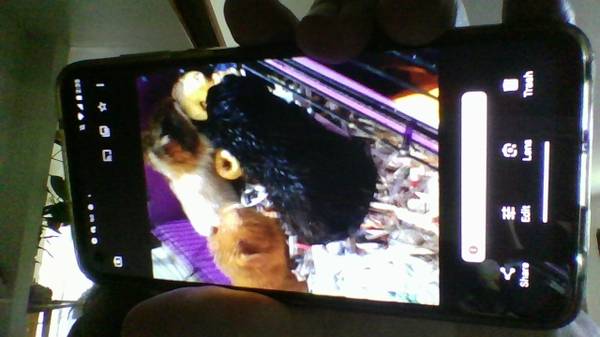 3guinea pigs girls 1