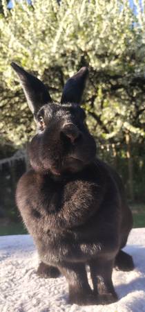 Farm/pet rehoming (Arlington)63688936078465120