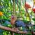 ARCHANGEL PIGEONS 2 thumbnail