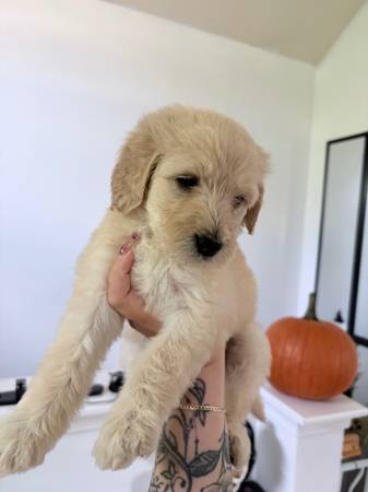 Cachorros Goldendoodle63839338873731121