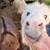 Mini Donkey 4 thumbnail