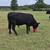 Cattle 10 thumbnail