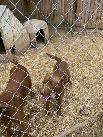 Pitbulls (Elizabethton)63968813046786124