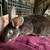 Rex rabbits 5 thumbnail