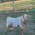Billies goats 4 thumbnail
