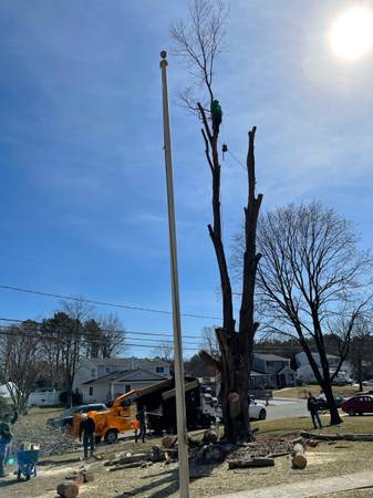 REYES TREE SERVICE & LANDSCAPING 1