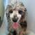 🐶poodle 1 thumbnail