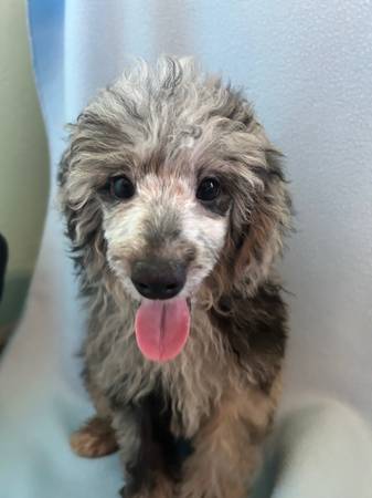 🐶poodle 1