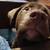 Lost dog 3 thumbnail