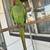 Indian ringneck 6 thumbnail