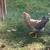 Easter Egger Pullets! 1 thumbnail