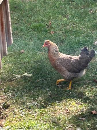 Easter Egger Pullets! 1