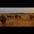 Crossbred cows 3 thumbnail