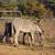 Donkey Donkeys MINI & STANDARD water buffalo calves starter herd 5 thumbnail