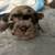 Frenchie pups 3 thumbnail