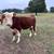 Hereford calf 3 thumbnail