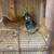 Pigeons 1 thumbnail