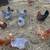 Chickens & Roosters 2 thumbnail