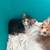 kittens 6 thumbnail