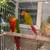 Conure 1 thumbnail