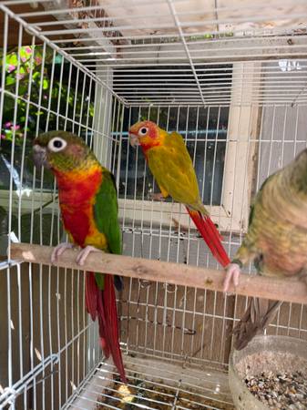 Conure (fairfield / vacaville)63852312100737123