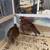 Bobwhite Quails 3 thumbnail