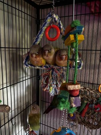 Pineapple conure (Miami)63654750033537121