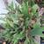 Staghorn Fern 2 thumbnail