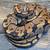 Ball pythons 2 thumbnail