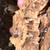 Papaya Isopods 2 thumbnail