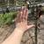 LRG  outdoor dog kennel/run 6 thumbnail