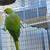 Indian ringneck 3 thumbnail