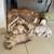 PURE BREED SIBERIAN HUSKIES 9 thumbnail