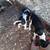 Puppy's 2 thumbnail