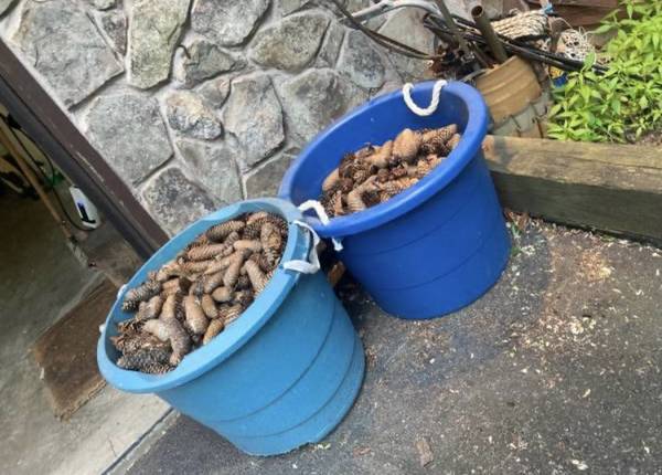 PINE CONES FOR CRAFTING FROM 3 40 FOOT PINE TREES 1