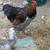wyandotte Rooster 1 thumbnail
