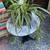 Healthy Flowering Spider Plant w/ A Dozen+ Pups in Purple Ceramic 2 thumbnail