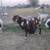 Boer Billy 6 thumbnail