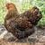 Laying Hens / Chickens – All Laying Now 10 thumbnail