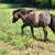 Appaloosa gelding 8 year old mini horse 2 thumbnail
