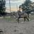 4yr old Gray QH Gelding 1 thumbnail