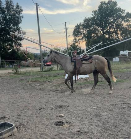 4yr old Gray QH Gelding 1